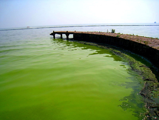  藍藻確實為太湖水&ldquo;增色&rdquo;不少