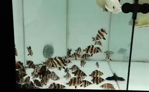 怎么調(diào)節(jié)水質硬度